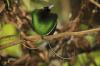 RareForestBirds (2)